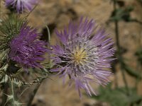 Galactites tomentosa 26, Saxifraga-Willem van Kruijsbergen