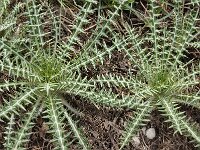 Galactites tomentosa 52, Saxifraga-Harry Jans