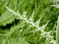 Galactites tomentosa 57, Saxifraga-Sonja Bouwman