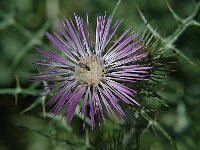 Galactites tomentosa 6, Saxifraga-Jan van der Straaten