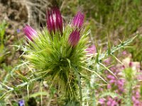 Galactites tomentosus 64, Saxifraga-Hans Grotenhuis