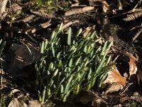 Galanthus nivalis 57, Gewoon sneeuwklokje, Saxifraga-Jan van der Straaten