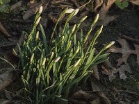 Galanthus nivalis 59, Gewoon sneeuwklokje, Saxifraga-Jan van der Straaten