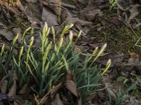 Galanthus nivalis 63, Gewoon sneeuwklokje, Saxifraga-Jan van der Straaten