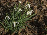 Galanthus nivalis 66, Gewoon sneeuwklokje, Saxifraga-Jan van der Straaten