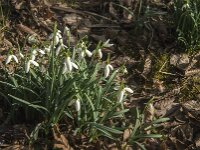 Galanthus nivalis 67, Gewoon sneeuwklokje, Saxifraga-Jan van der Straaten