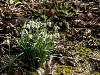 Galanthus nivalis 69, Gewoon sneeuwklokje, Saxifraga-Jan van der Straaten