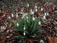Galanthus plicatus