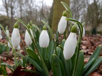 Galanthus plicatus 5, Geplooid sneeuwklokje, Saxifraga-Ed Stikvoort : geplooid sneeuwklokje Zaltbommel