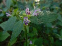 Galeopsis bifida 16, Gespleten hennepnetel, Saxifraga-Ed Stikvoort