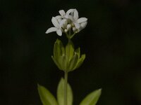 Galium odoratum 24, Lievevrouwebedstro, Saxifraga-Jan van der Straaten