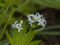 Galium odoratum 26, Lieve vrouwe bedstro, Saxifraga-Jan van der Straaten