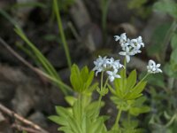 Galium odoratum 28, Lieve vrouwe bedstro, Saxifraga-Jan van der Straaten
