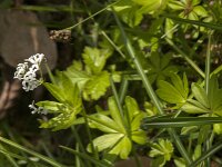Galium odoratum 32, Lieve vrouwe bedstro, Saxifraga-Jan van der Straaten