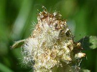 Gamochaeta pensylvanica 9, Amerikaanse droogbloem, Saxifraga-Sonja Bouwman  903. Amerikaanse droogbloem - Gnaphalium pensylvanicum - Asteraceae familie (zw)