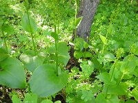 Gennaria diphylla 14, Saxifraga-Michiel Drok
