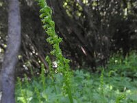 Gennaria diphylla 16, Saxifraga-Michiel Drok