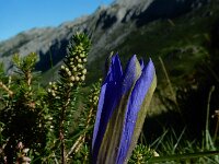 Gentiana angustifolia 33, Saxifraga-Ed Stikvoort : pas Pandebano - Naranjo de Bulnes s9900
