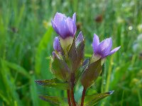 Gentianella campestris 10, Veldgentiaan, Saxifraga-Ed Stikvoort