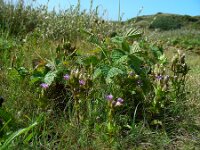 Gentianella campestris 9, Veldgentiaan, Saxifraga-Ed Stikvoort