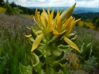 Gentiana lutea 63, Saxifraga-Ed Stikvoort : 12 juni 2024 Col du Béal en richting Chamazel