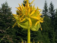 Gentiana lutea 66, Saxifraga-Ed Stikvoort : Notre Dame de l'Hermitage Pierre-sur-Haute Vallée de Fossat