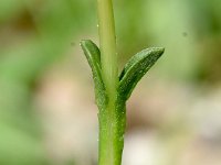 Gentiana prostrata 1, Saxifraga-Sonja Bouwman  Pygmy gentian - Gentiana prostrata - Gentianaceae familie