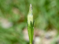 Gentiana prostrata 2, Saxifraga-Sonja Bouwman  Pygmy gentian - Gentiana prostrata - Gentianaceae familie