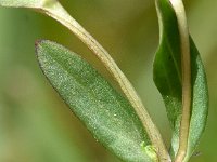 Gentianella engadinensis 3, Saxifraga-Sonja Bouwman  Gentianella engadinensis- Gentianacea familie