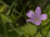 Geranium endressii 21, Roze ooievaarsbek, Saxifraga-Jan van der Straaten