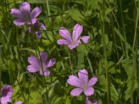 Geranium endressii 24, Roze ooievaarsbek, Saxifraga-Jan van der Straaten