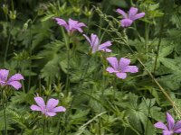 Geranium endressii 25, Roze ooievaarsbek, Saxifraga-Jan van der Straaten