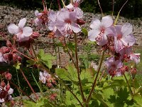 Geranium macrorrhizum 22, Rotsooievaarsbek, Saxifraga-Ed Stikvoort