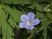 Geranium pratense 49, Beemdooievaarsbek, Saxifraga-Jan van der Straaten
