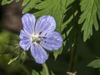 Geranium pratense 50, Beemdooievaarsbek, Saxifraga-Jan van der Straaten