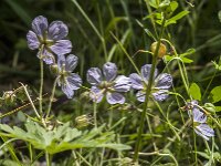 Geranium pratense 51, Beemdooievaarsbek, Saxifraga-Jan van der Straaten