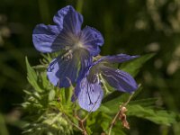Geranium pratense 55, Beemdooievaarsbek, Saxifraga-Jan van der Straaten