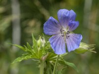 Geranium pratense 60, Beemdooievaarsbek, Saxifraga-Jan van der Straaten