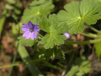 Geranium pyrenaicum 47, Bermooievaarsbek, Saxifraga-Jan van der Straaten