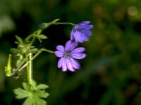 Geranium pyrenaicum 50, Bermooievaarsbek, Saxifraga-Jan van der Straaten
