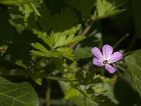 Geranium robertianum 45, Robertskruid, Saxifraga-Jan van der Straaten