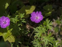 Geranium sanguineum 63, Bloedooievaarsbek, Saxifraga-Jan van der Straaten