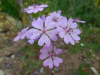 Geranium tuberosum 12, Saxifraga-Ed Stikvoort