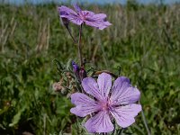 Geranium tuberosum 6, Saxifraga-Ed Stikvoort : Gyumri - noordwest Armenië - Zvartnots s9900