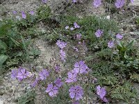 Geranium tuberosum 8, Saxifraga-Ed Stikvoort : Jerevan - Garni A900