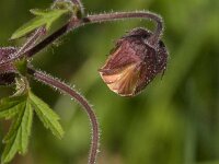 Geum rivale 70, Knikkend nagelkruid, Saxifraga-Jan van der Straaten