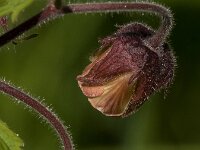 Geum rivale 73, Knikkend nagelkruid, Saxifraga-Jan van der Straaten