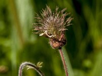 Geum rivale 78, Knikkend nagelkruid, Saxifraga-Jan van der Straaten