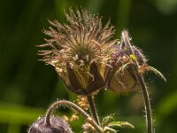 Geum rivale 80, Knikkend nagelkruid, Saxifraga-Jan van der Straaten