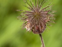 Geum rivale 81, Knikkend nagelkruid, Saxifraga-Jan van der Straaten